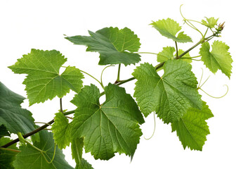 Vine plant, green leaves on transparent background 

