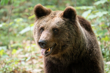 Brown bear with open mouth and visible tongue. Head and face close-up of an Eurasian Ursus arctos in the nature. Some teeth are observable of the wild female animal.