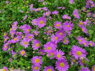 Fototapeta premium Beautiful purple aster flowers in a flower garden in Thailand.