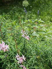公園の花壇でガウラの花が咲いている
