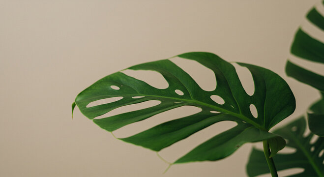 Swiss Cheese Plant & Water Plantains (Arums)