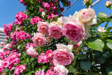 薔薇・バラ・バラ園