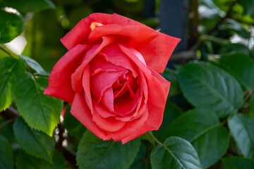 薔薇・バラ・バラ園