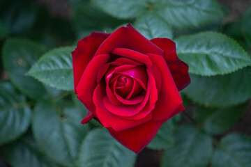 薔薇・バラ・バラ園