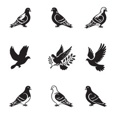  Black and white pigeon stock 20