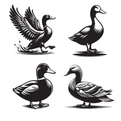 Duck Silhouette Vector | Clean Waterfowl Illustration Isolated on White Background