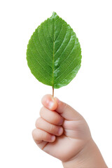 Child's hand holding a green leaf, nature connection, environmental concept, isolated on white background