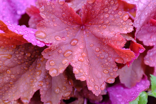 Coral bell red leaves dotted with dew after rain