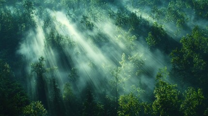 Obraz premium Sunbeams piercing morning mist through dense forest canopy