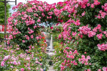バラ・薔薇・バラ園