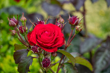 バラ・薔薇・バラ園