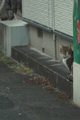 隠れる猫