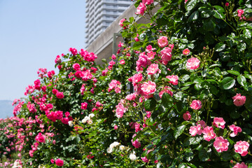 バラ・薔薇・バラ園