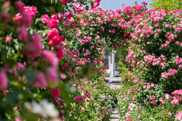 バラ・薔薇・バラ園