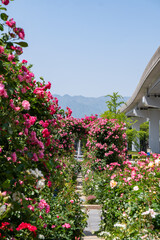 バラ・薔薇・バラ園