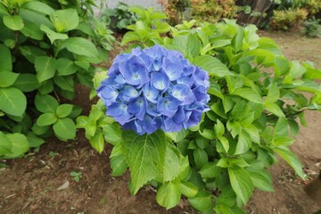 Obraz premium 青いアジサイ