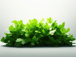 Obraz premium Fresh green leaves of parsley on a light background.