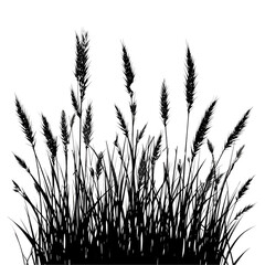 Reed Grass Silhouette Isolated Transparent