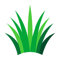 aloe vera plant isolated