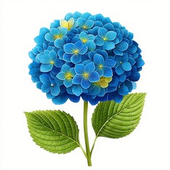 Obraz premium Vibrant Blue Hydrangea Blossom with Green Leaves on White Background