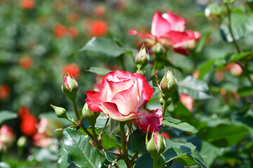 バラ「ジュビレ・デュ・プリンス・ドゥ・モナコ」Rose  'Jubile du prince de Monaco'	