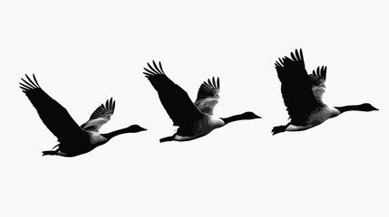 Obraz premium Geese silhouette isolated in White background 