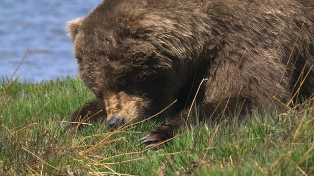 Close-up portrait of a wild brown bear eating grass on meadow in summer