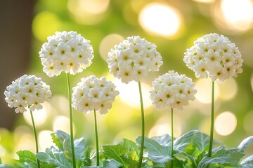 White flowers in a garden