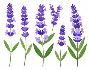 Obraz premium Set Of Lavender Flowers Illustration
