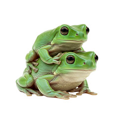 Adorable Green Tree Frogs