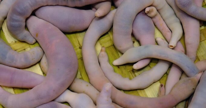 several Urechis unicinctus, marine spoon worm