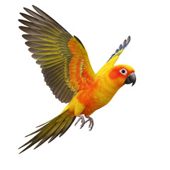 Fototapeta premium Parakeet bird aratinga solstitialis flying isolated on transparent background 