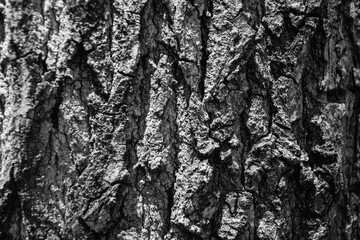 Fototapeta premium Tree texture