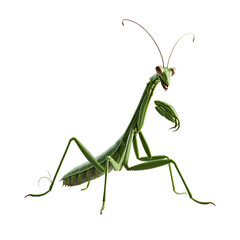 Dramatic full shot of a digitally rendered green praying mantis against a black background in 3D