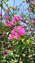 pink bougainville flowers in the garden with shiny leaves (paper flower)