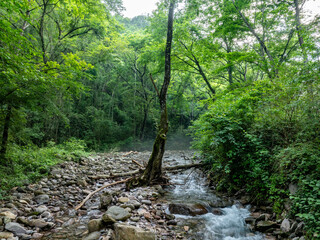 Green forest stream overlooking