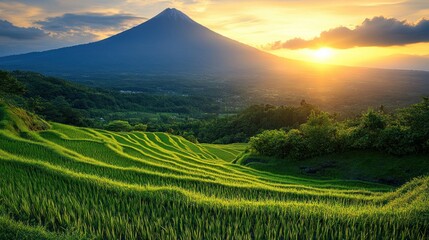 Obraz premium Lush terraced rice paddies at sunset, volcano backdrop