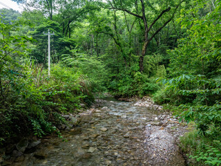 Fototapeta premium Green forest stream overlooking
