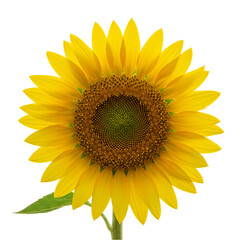 Fototapeta premium Stunning Sunflower Image