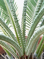 Close-up of a spiraled and fuzzy green plant with a radial pattern, showing symmetrical texture and botanical detail. The image highlights the unique structure and fresh tone of the foliage