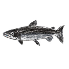 Naklejka premium Detailed Drawing of a Chinook Salmon in Bold Artistic Style Emphasizing Distinct Features and Anatomy