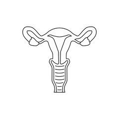 uterus