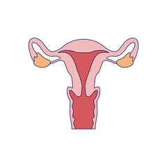 uterus