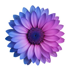Obraz premium Purple and Blue Flower
