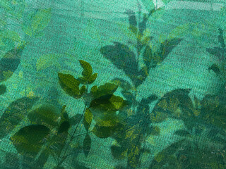 A green leafy plant with a green background