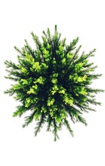 Overhead View of a Vibrant Green Bush on White Background Botanical Delight