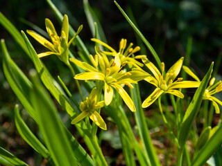 Yellow Star of Bethlehem or Gagea lutea. Spring plants and flowers in the garden and forest