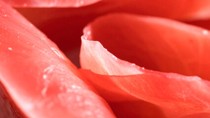 Macro of Tuna Cuts &ndash; Vibrant Detail & Minimalist Layout