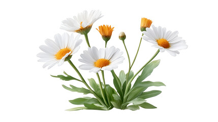 Obraz premium Blooming White Daisies Bouquet