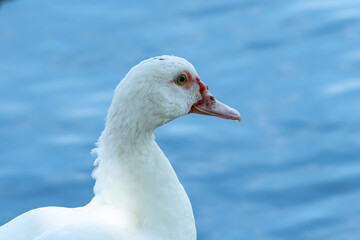 white goose in the water